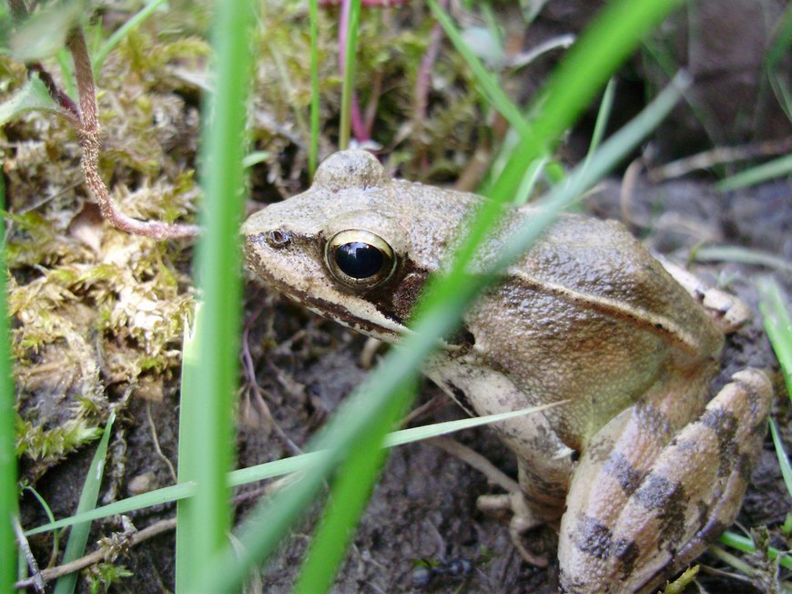 Rana dalmatina e suo habitat